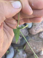 Funastrum cynanchoides