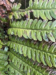 Dryopteris wallichiana