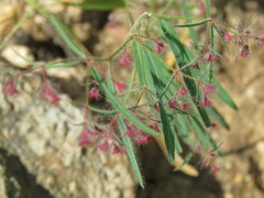 Euphorbia guadalajarana
