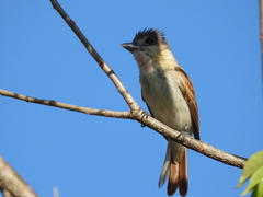 Pachyramphus aglaiae