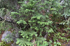 Abies lasiocarpa
