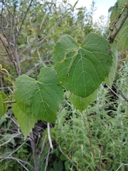 Cissus verticillata