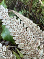 Dryopteris wallichiana