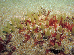 Ciocalypta penicillus