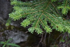 Abies lasiocarpa