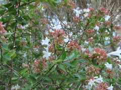 Abelia