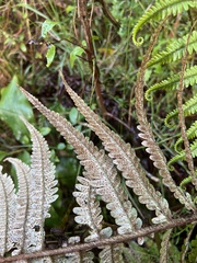 Dryopteris wallichiana
