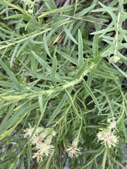 Brickellia eupatorioides