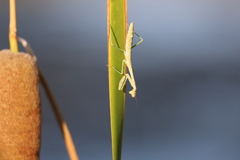 Schizomantodea