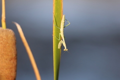 Schizomantodea
