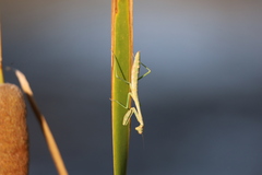 Schizomantodea