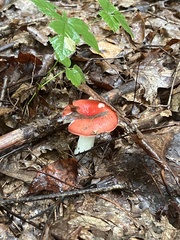 Russula emetica