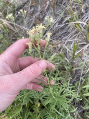 Brickellia eupatorioides