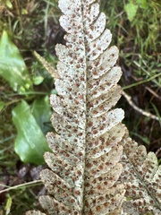 Dryopteris wallichiana