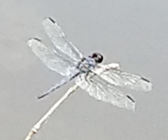 Libellula incesta