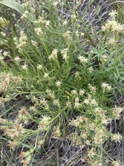 Brickellia eupatorioides