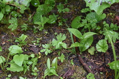 Ranunculus eschscholtzii