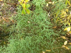 Lathyrus pratensis