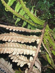 Dryopteris wallichiana