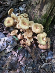 Desarmillaria tabescens