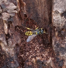 Ectemnius cephalotes