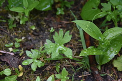 Ranunculus eschscholtzii