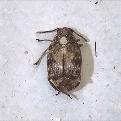 Megabruchidius dorsalis