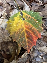 Populus grandidentata