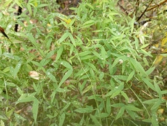 Lathyrus pratensis
