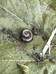 Cylindroiulus caeruleocinctus