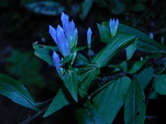 Gentianella quinquefolia