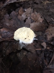 Fuligo septica