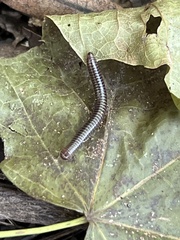 Cylindroiulus caeruleocinctus