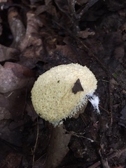 Fuligo septica