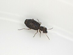 Scopodes