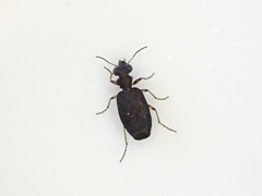 Scopodes