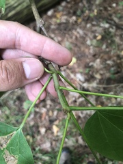 Catalpa bignonioides