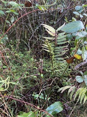 Dryopteris wallichiana