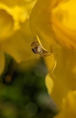 Metaphidippus