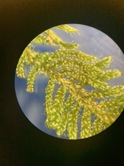 Hypnum fauriei