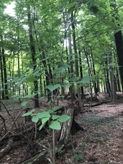 Catalpa bignonioides