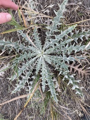 Cirsium undulatum