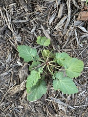 Geum laciniatum