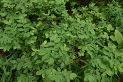 Vaccinium ovalifolium