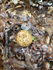 Amphibolips confluenta