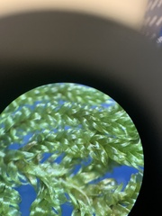 Hypnum fauriei