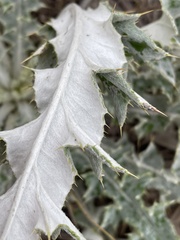 Cirsium undulatum