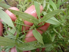 Lathyrus pratensis