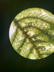 Hypnum fauriei