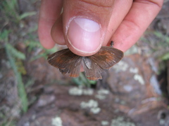 Cyllopsis pertepida